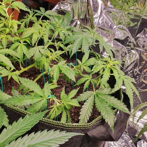 Auto Daiquiri Lime (Dutch Passion) growlog timeline photo