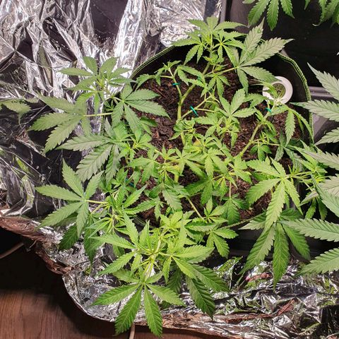 Auto Daiquiri Lime (Dutch Passion) growlog timeline photo
