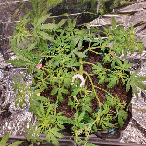 Auto Daiquiri Lime (Dutch Passion) growlog timeline photo