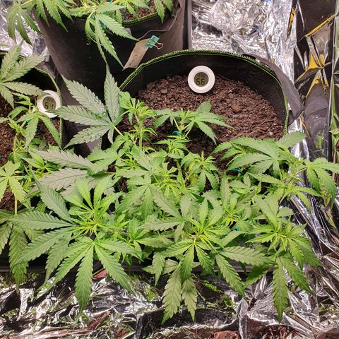 Auto Daiquiri Lime (Dutch Passion) growlog timeline photo