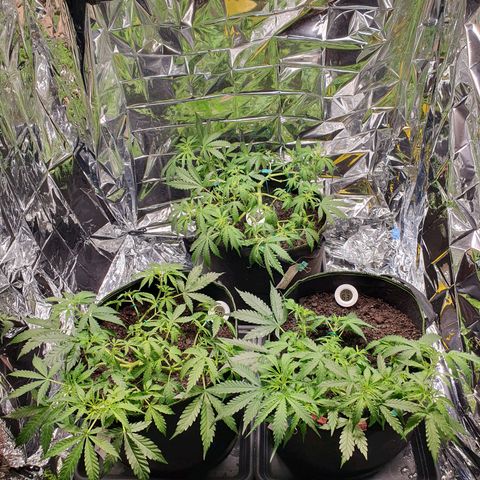 Auto Daiquiri Lime (Dutch Passion) growlog timeline photo