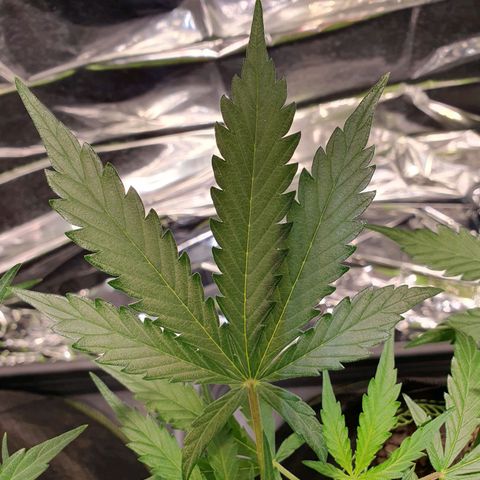 Auto Daiquiri Lime (Dutch Passion) growlog photo: Nach dem vermuteten Licht-Stress 