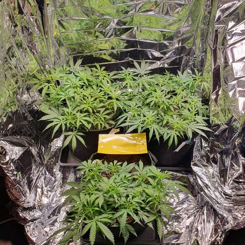 Auto Daiquiri Lime (Dutch Passion) growlog photo: Nach dem vermuteten Licht-Stress 