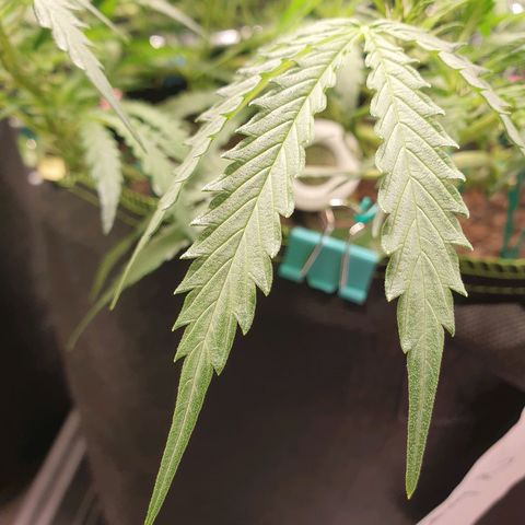 Auto Daiquiri Lime (Dutch Passion) growlog photo: Nach dem vermuteten Licht-Stress 