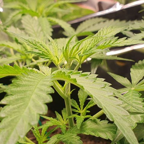 Auto Daiquiri Lime (Dutch Passion) growlog photo: Nach dem vermuteten Licht-Stress 
