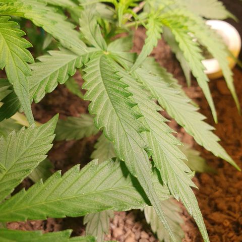 Auto Daiquiri Lime (Dutch Passion) growlog photo: Nach dem vermuteten Licht-Stress 