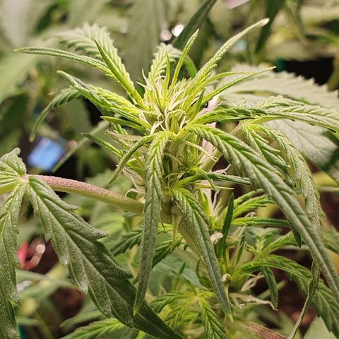 Auto Daiquiri Lime (Dutch Passion) growlog timeline photo