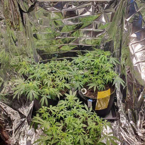 Auto Daiquiri Lime (Dutch Passion) growlog timeline photo