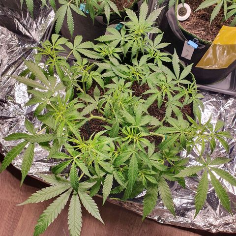 Auto Daiquiri Lime (Dutch Passion) growlog timeline photo
