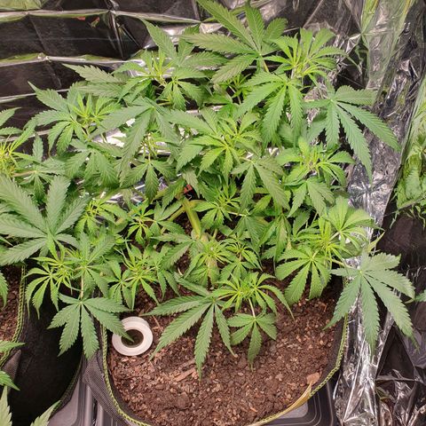 Auto Daiquiri Lime (Dutch Passion) growlog timeline photo