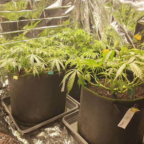Auto Daiquiri Lime (Dutch Passion) growlog timeline photo