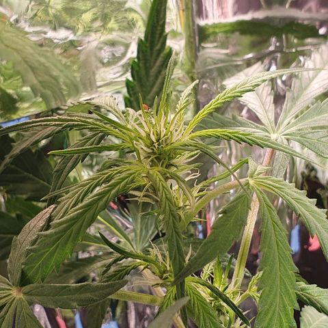 Auto Daiquiri Lime (Dutch Passion) growlog timeline photo