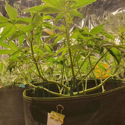 Auto Daiquiri Lime (Dutch Passion) growlog timeline photo