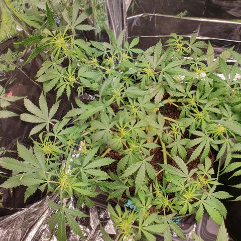 Auto Daiquiri Lime (Dutch Passion) growlog timeline photo