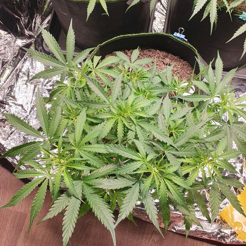 Auto Daiquiri Lime (Dutch Passion) growlog timeline photo