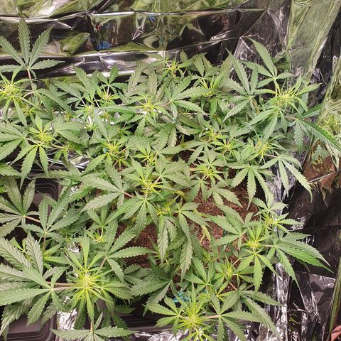 Auto Daiquiri Lime (Dutch Passion) growlog timeline photo