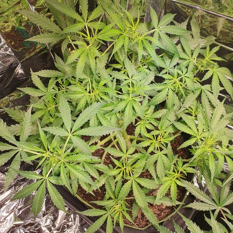 Auto Daiquiri Lime (Dutch Passion) growlog timeline photo