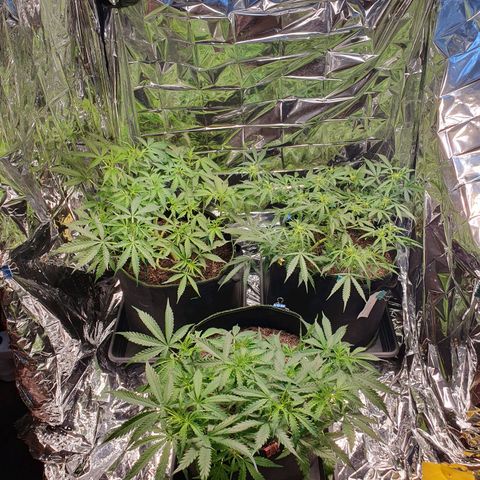 Auto Daiquiri Lime (Dutch Passion) growlog timeline photo