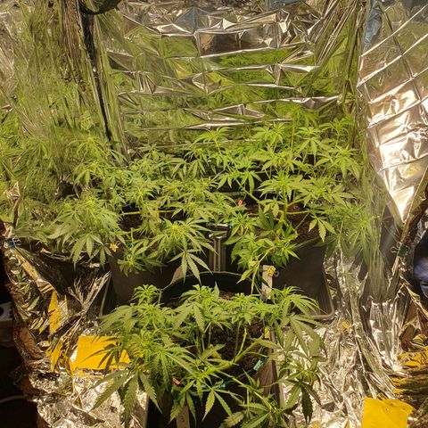 Auto Daiquiri Lime (Dutch Passion) growlog timeline photo