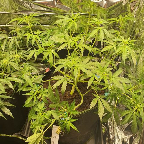 Auto Daiquiri Lime (Dutch Passion) growlog timeline photo