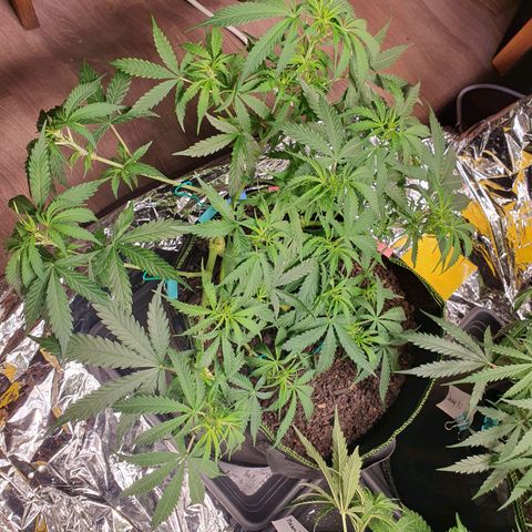Auto Daiquiri Lime (Dutch Passion) growlog timeline photo