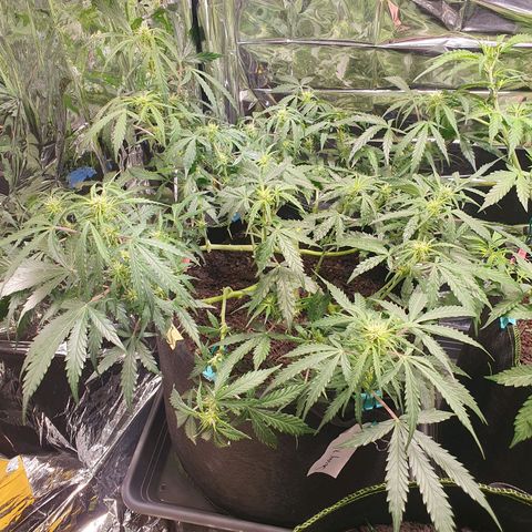 Auto Daiquiri Lime (Dutch Passion) growlog timeline photo