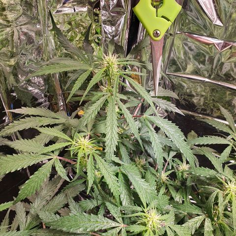 Auto Daiquiri Lime (Dutch Passion) growlog timeline photo
