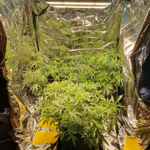 Auto Daiquiri Lime (Dutch Passion) growlog timeline photo