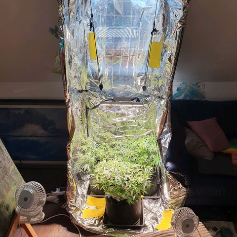 Auto Daiquiri Lime (Dutch Passion) growlog timeline photo