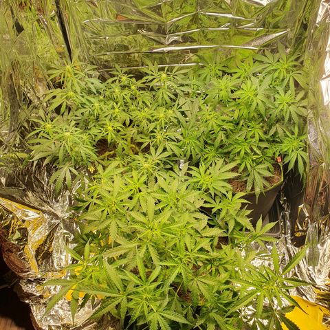 Auto Daiquiri Lime (Dutch Passion) growlog timeline photo