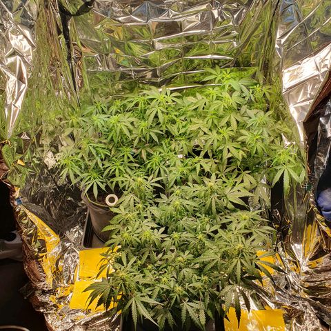 Auto Daiquiri Lime (Dutch Passion) growlog timeline photo