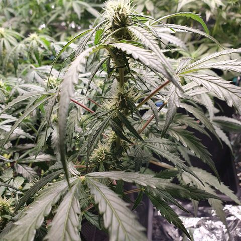 Auto Daiquiri Lime (Dutch Passion) growlog timeline photo