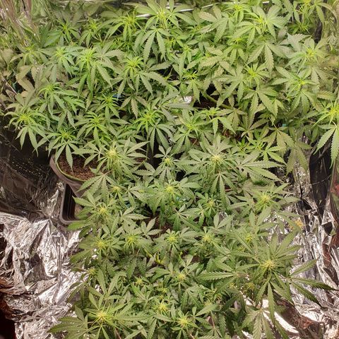 Auto Daiquiri Lime (Dutch Passion) growlog timeline photo