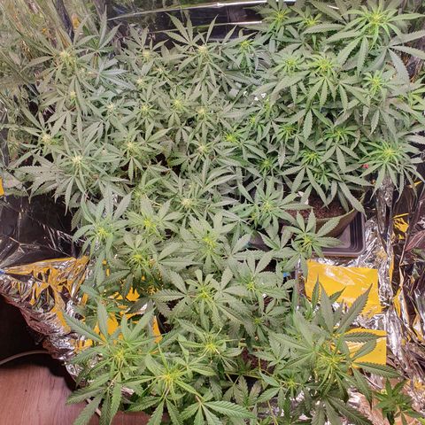Auto Daiquiri Lime (Dutch Passion) growlog timeline photo