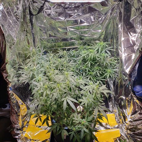 Auto Daiquiri Lime (Dutch Passion) growlog timeline photo