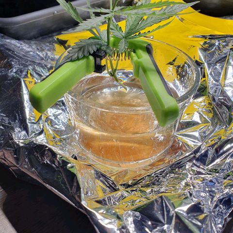Auto Daiquiri Lime (Dutch Passion) growlog photo: Beim Lollipopen 1 Zweig abgemacht und versuche den wurzeln zu lassen 
