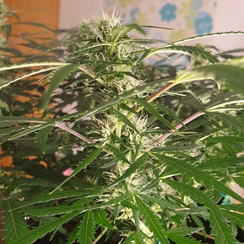 Auto Daiquiri Lime (Dutch Passion) growlog photo: Wie hübsch die hellen Blüten aussehen 😍🌿🙏