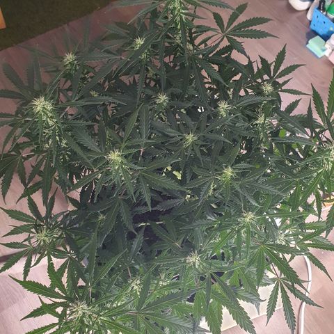 Auto Daiquiri Lime (Dutch Passion) growlog photo: Wie hübsch die hellen Blüten aussehen 😍🌿🙏