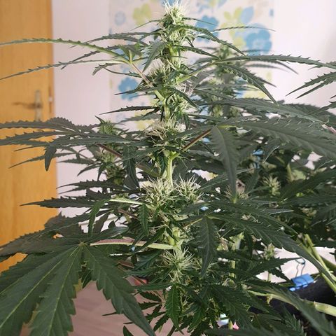 Auto Daiquiri Lime (Dutch Passion) growlog photo: Wie hübsch die hellen Blüten aussehen 😍🌿🙏