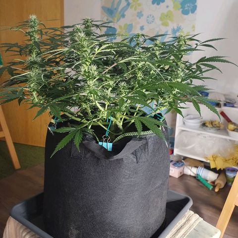 Auto Daiquiri Lime (Dutch Passion) growlog photo: Wie hübsch die hellen Blüten aussehen 😍🌿🙏
