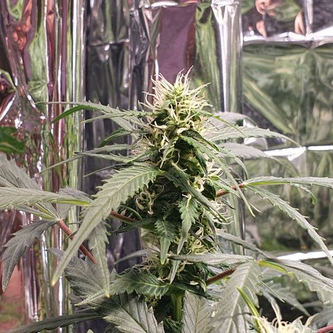 Auto Daiquiri Lime (Dutch Passion) growlog timeline photo