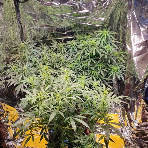 Auto Daiquiri Lime (Dutch Passion) growlog timeline photo