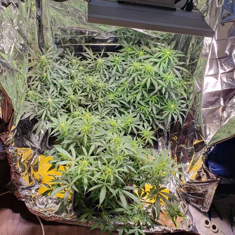 Auto Daiquiri Lime (Dutch Passion) growlog timeline photo
