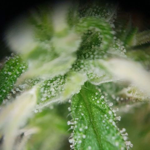 Auto Daiquiri Lime (Dutch Passion) growlog timeline photo