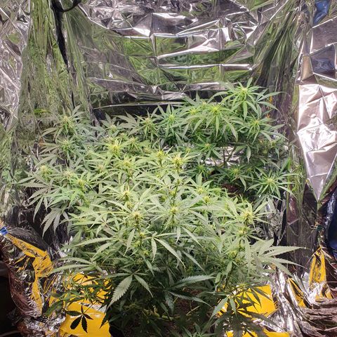 Auto Daiquiri Lime (Dutch Passion) growlog timeline photo