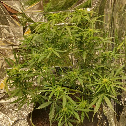 Auto Daiquiri Lime (Dutch Passion) growlog timeline photo