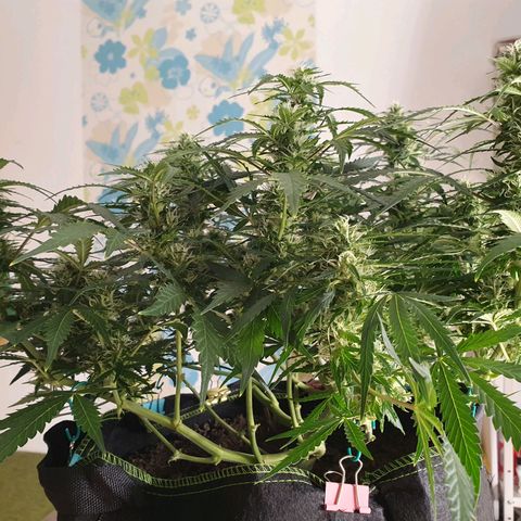 Auto Daiquiri Lime (Dutch Passion) growlog timeline photo