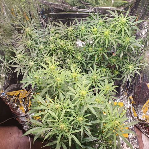 Auto Daiquiri Lime (Dutch Passion) growlog timeline photo