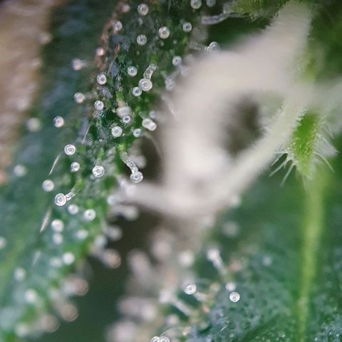Auto Daiquiri Lime (Dutch Passion) growlog timeline photo