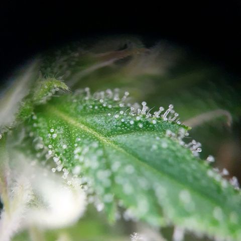Auto Daiquiri Lime (Dutch Passion) growlog timeline photo